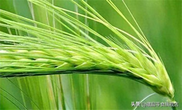 青稞:高原的骄傲与馈赠 - 知乎