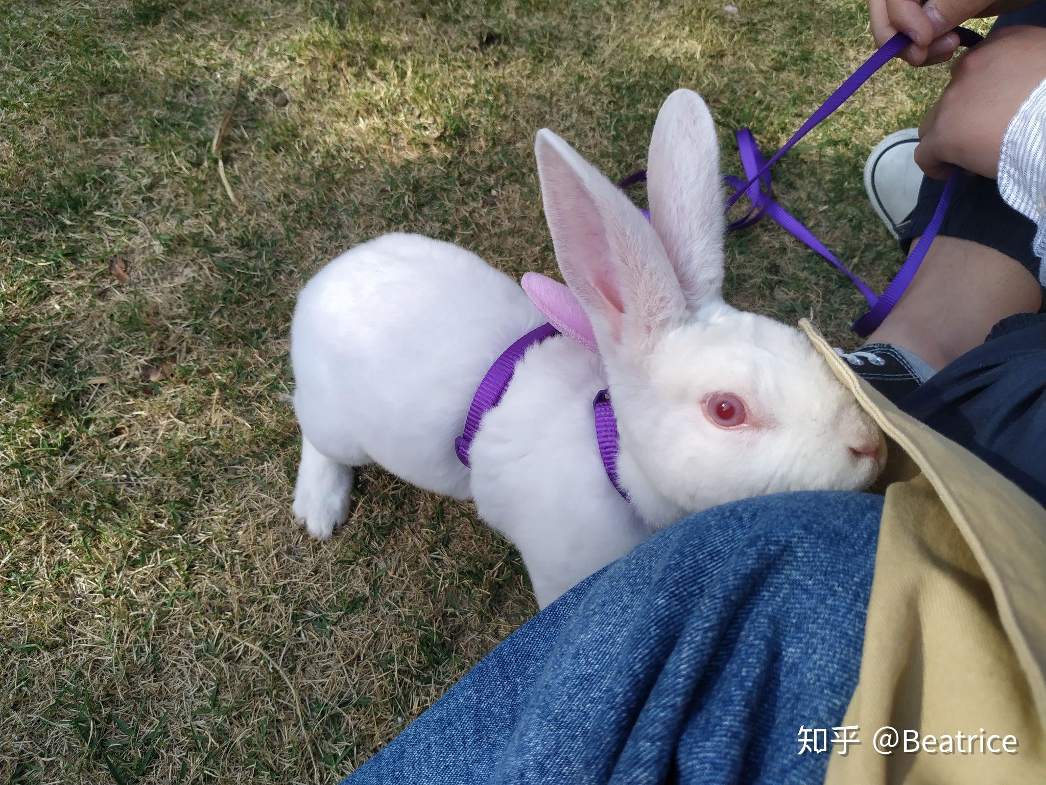 兔子成精是什么感受? - 知乎