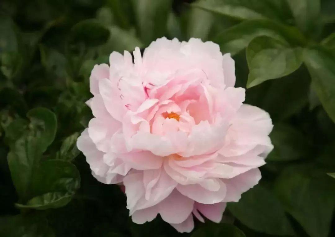 一年一度芍药季四月花神