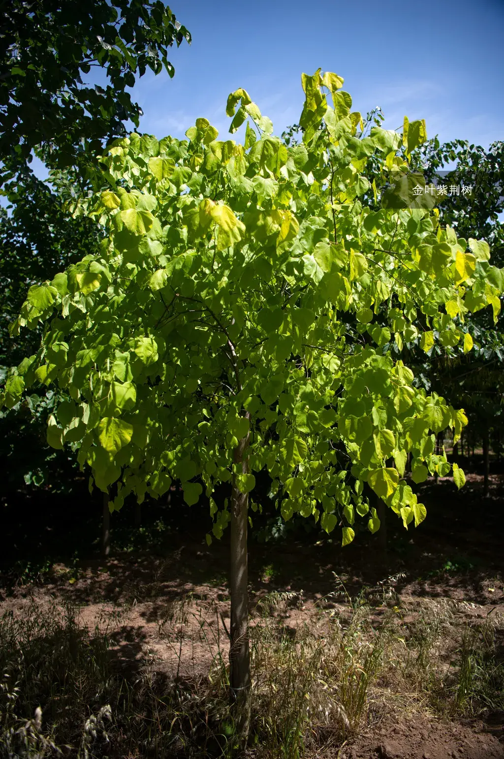 紫荆家族出新品金叶紫荆树盛夏震撼来袭