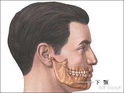 头顶虚悬,虚灵顶劲,百会顶起,下颚微收,眉开眼笑,双目垂帘,舌抵上腭