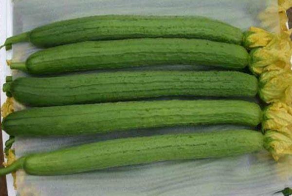 为什么丝瓜会发苦