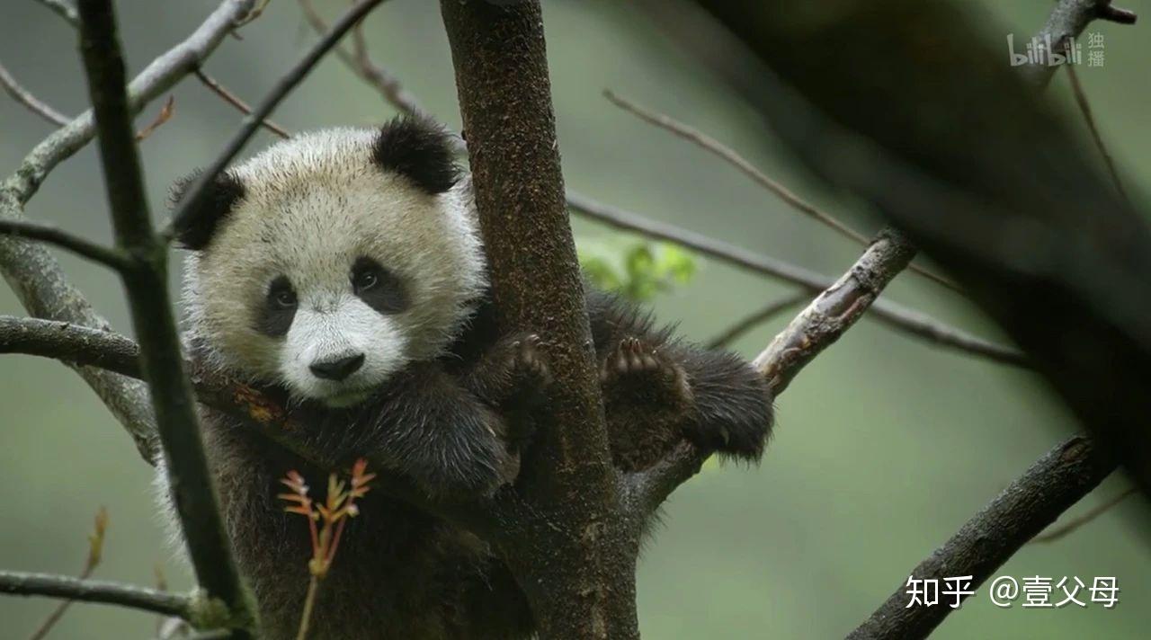 最好看的中國野生動物紀錄片我居然看哭了