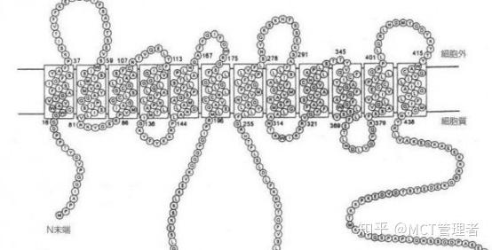 如何代谢乳酸 v2-bfdeda483d02928e7e8df5108f6c4304_r.jpg