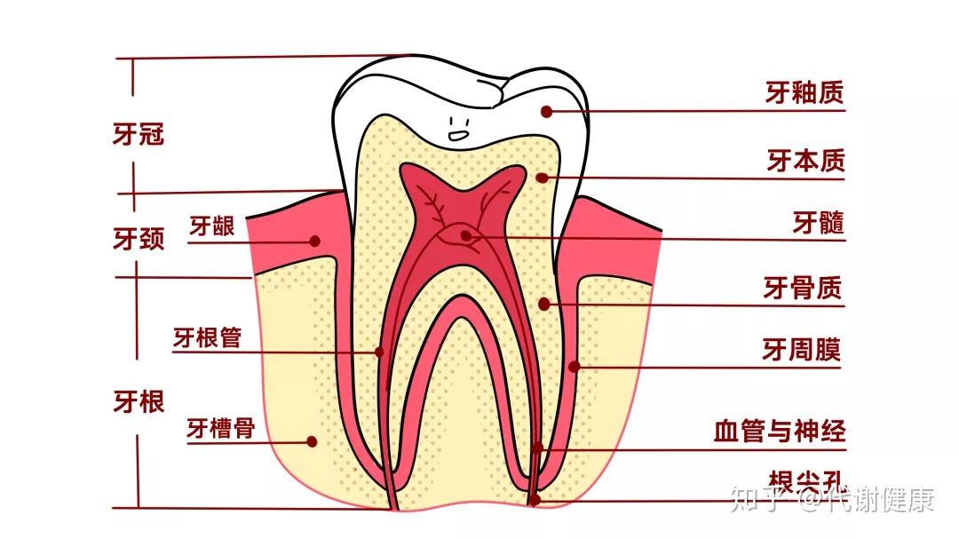 牙龈结构图片大全详细图片