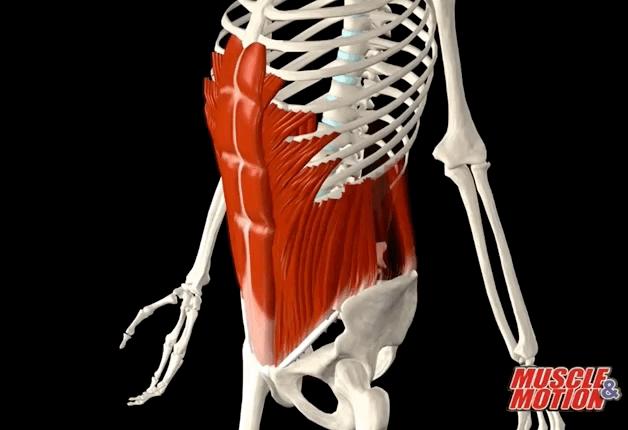 怎样锻炼腰部两侧的肌肉?