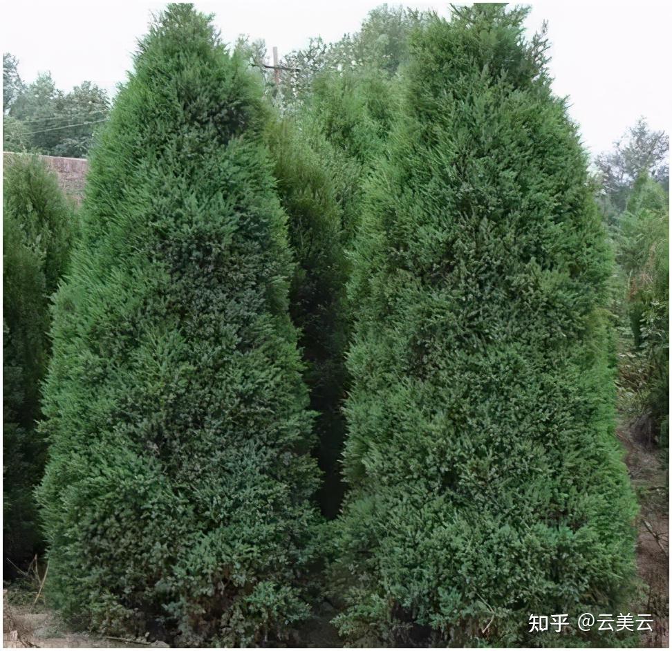 适合华南地区种植的庭院树 - 知乎