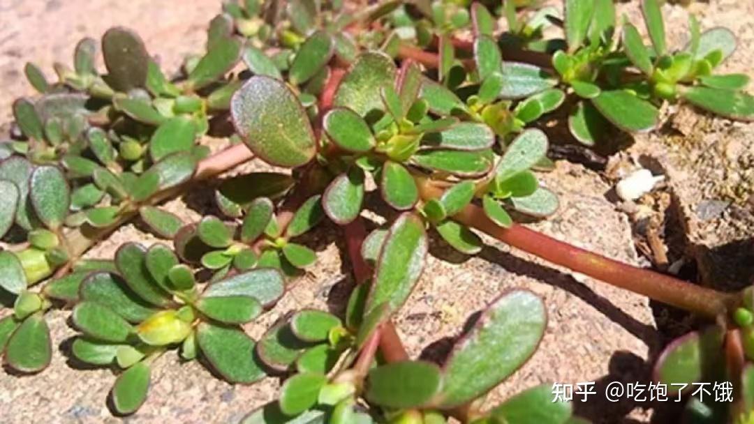 种野菜能赚钱吗知乎(种植野菜的成本与利润)