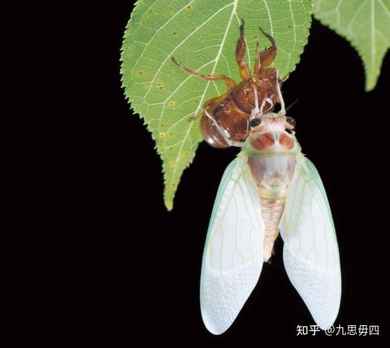 《蝉的夏天》里的那只蝉 - 知乎