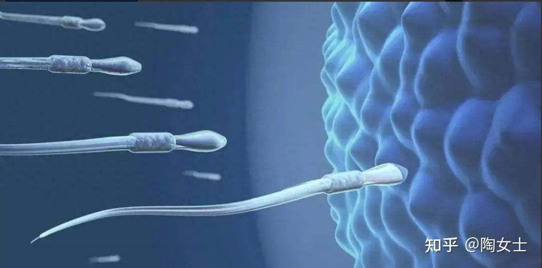 精子畸形率95%医生却说正常,这个数据影响胚胎质量吗 - 知乎