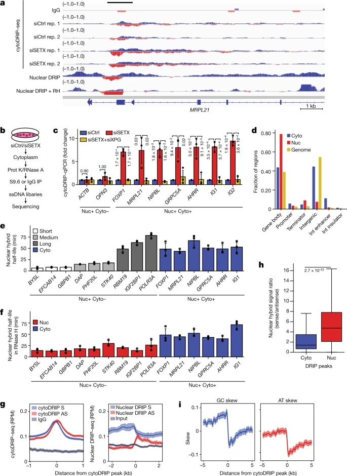 Nature | R-环衍生的RNA-DNA杂交体激活免疫应答 - 知乎