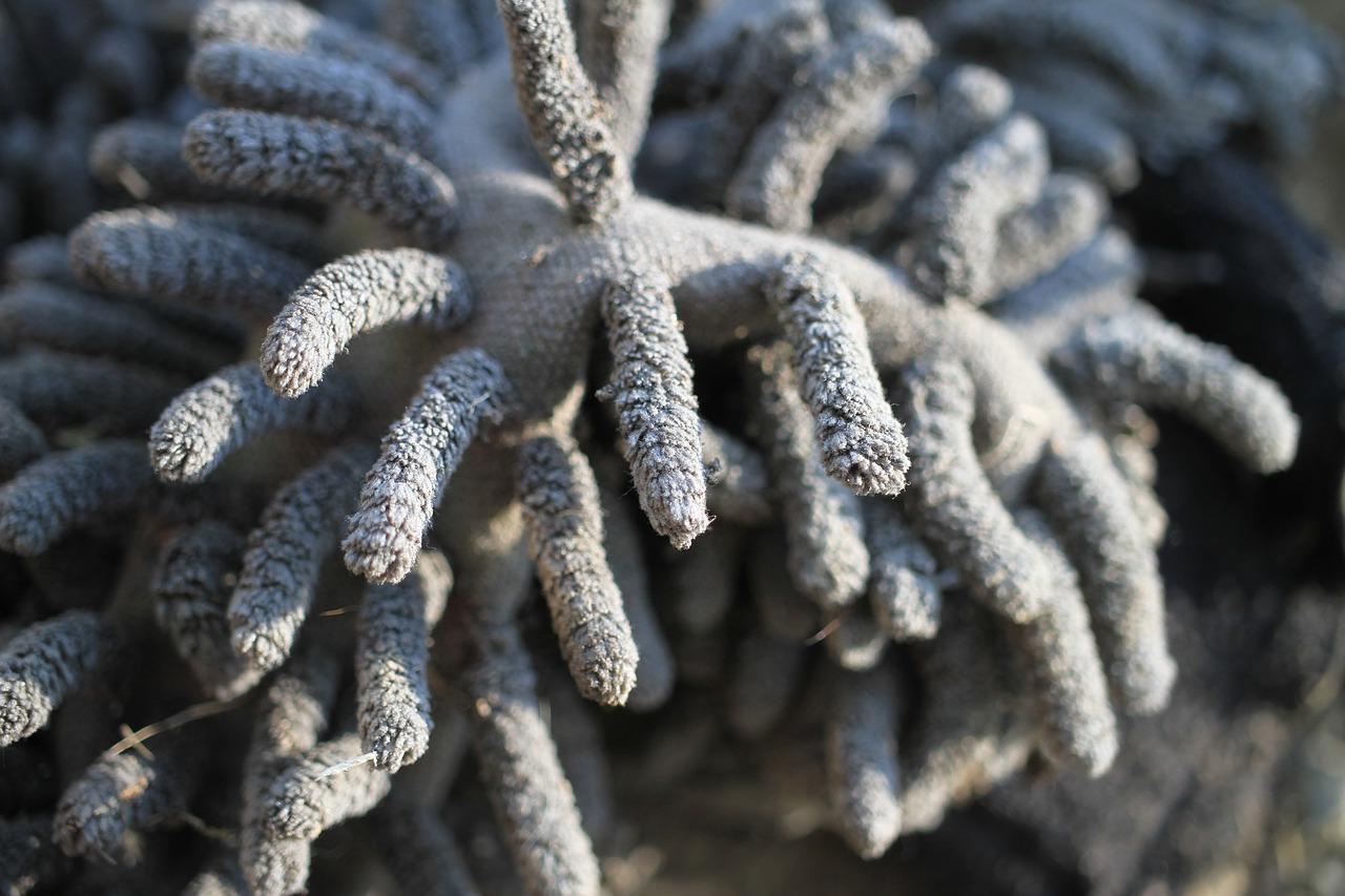 胶棉拖把怎么拆卸