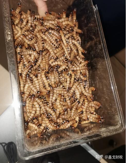 有没有恶心的虫子图?