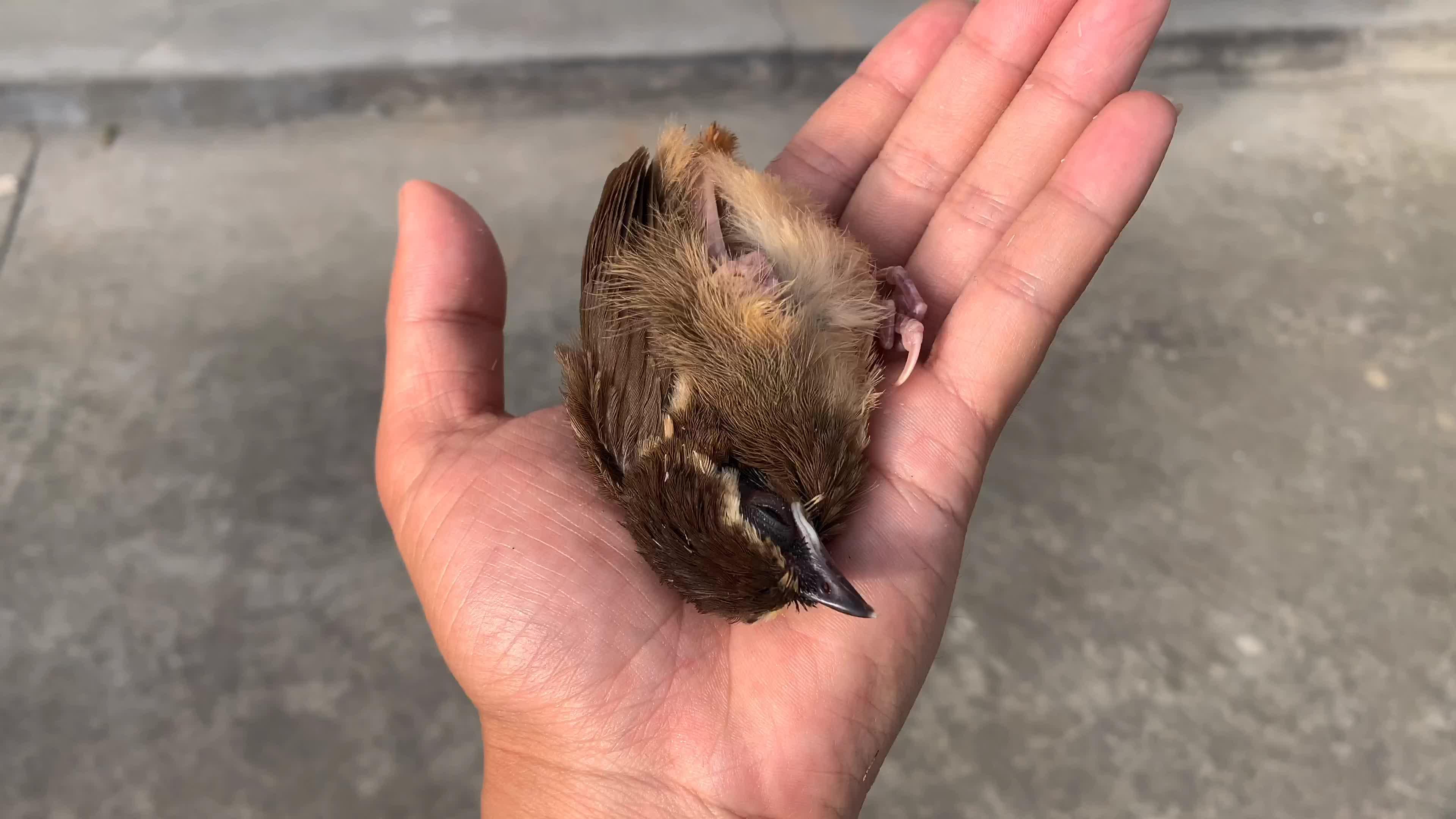 终于救活了才五天就开始撒娇过几天放生的时候多舍不得啊