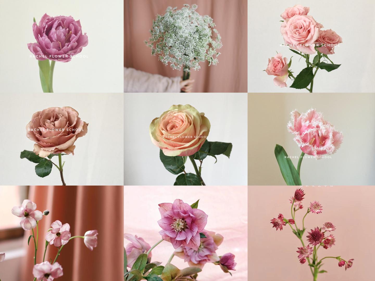 瑞秋花校 史上最全的花材养护视频教程正式上线 每年替你省下10w 知乎