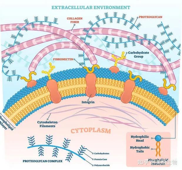 细胞外基质ECM|医美从填充时代进入再生时代不可忽视的存在 - 知乎