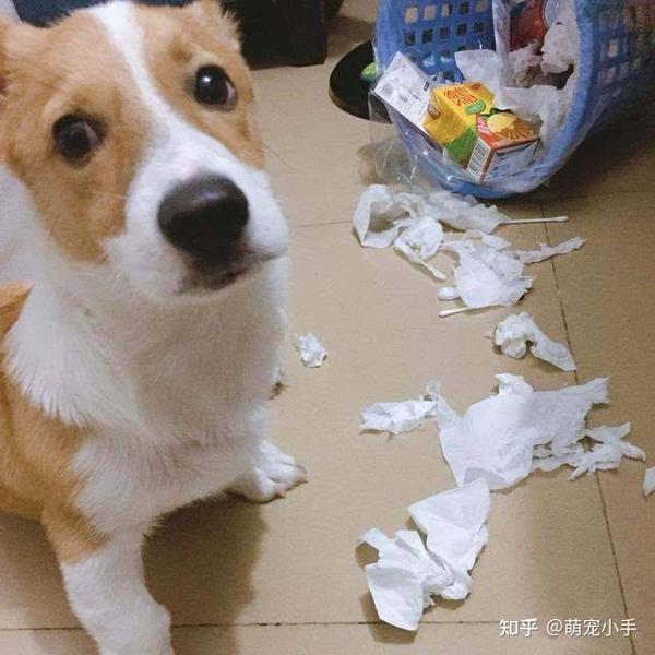 为何狗狗爱“拆家”?原因很简单,你家狗有吗? - 知乎