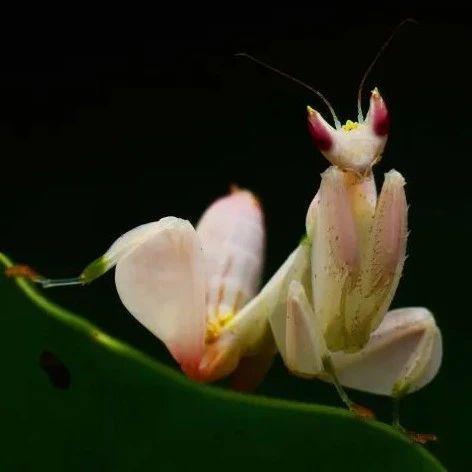 我终于见到了野生兰花螳螂 知乎