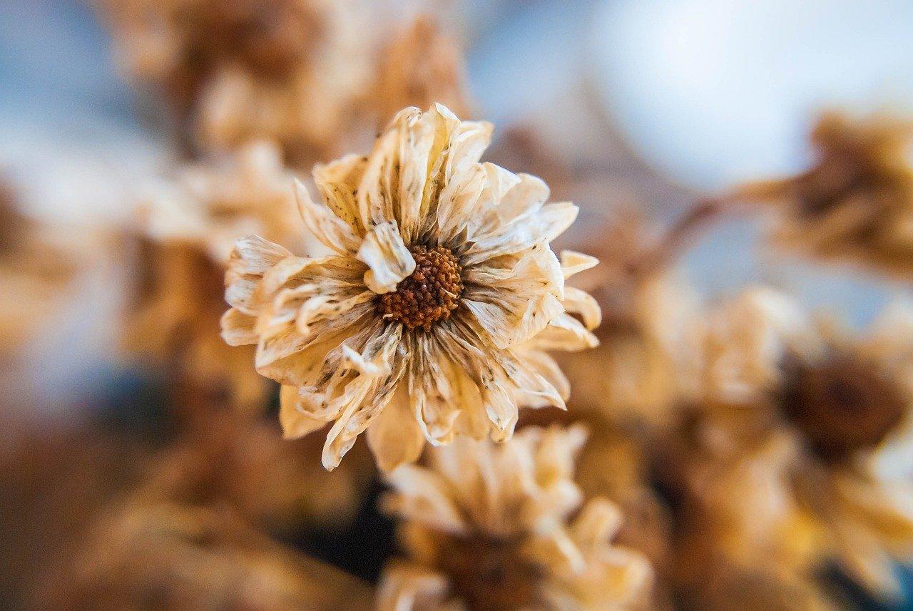 莲子心适合什么人喝