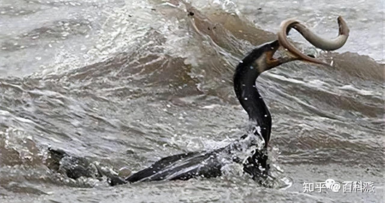 中国最大的湖怪之谜:青海湖水怪的真实身份揭晓 - 知乎