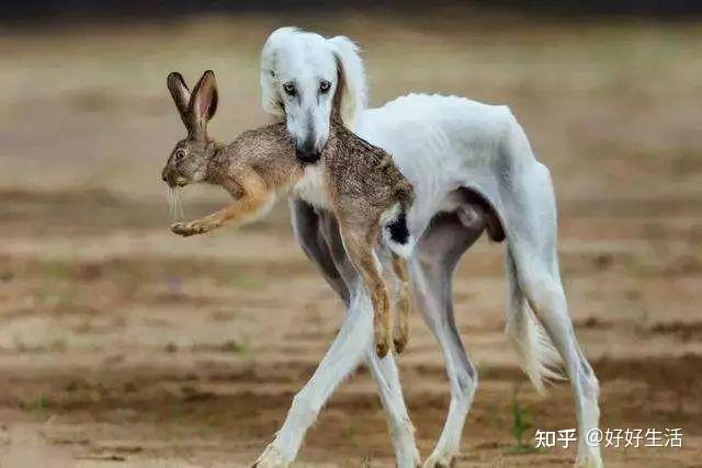 “山东细犬”——落寞的华夏名狗,它才是真正的“哮天犬”!