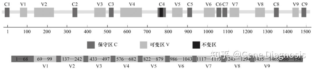 16s R 如何利用16S rRNA鉴定菌种? - 知乎