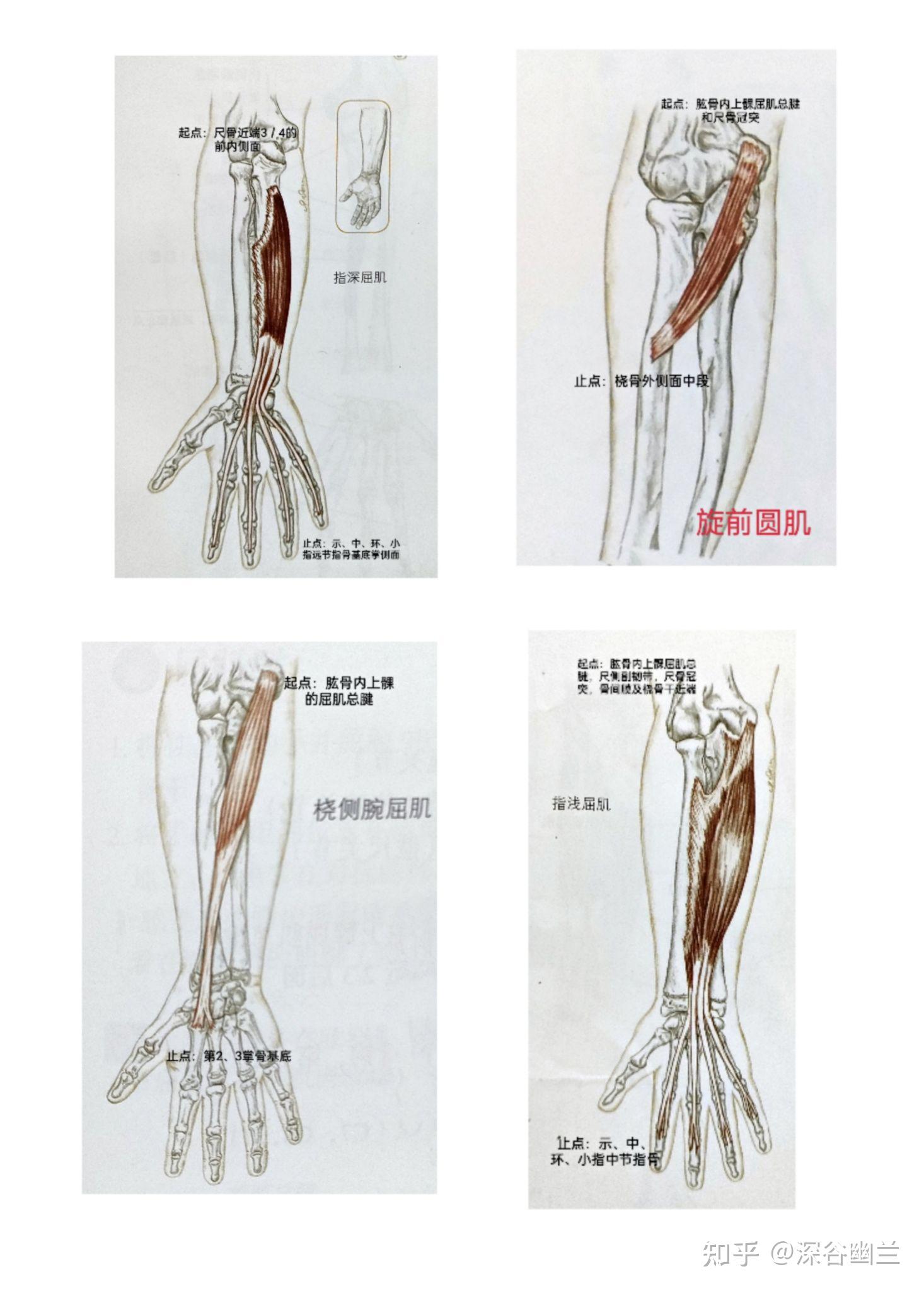 疼痛主要体现在:肱骨外上髁周围,尺骨内侧与尺桡