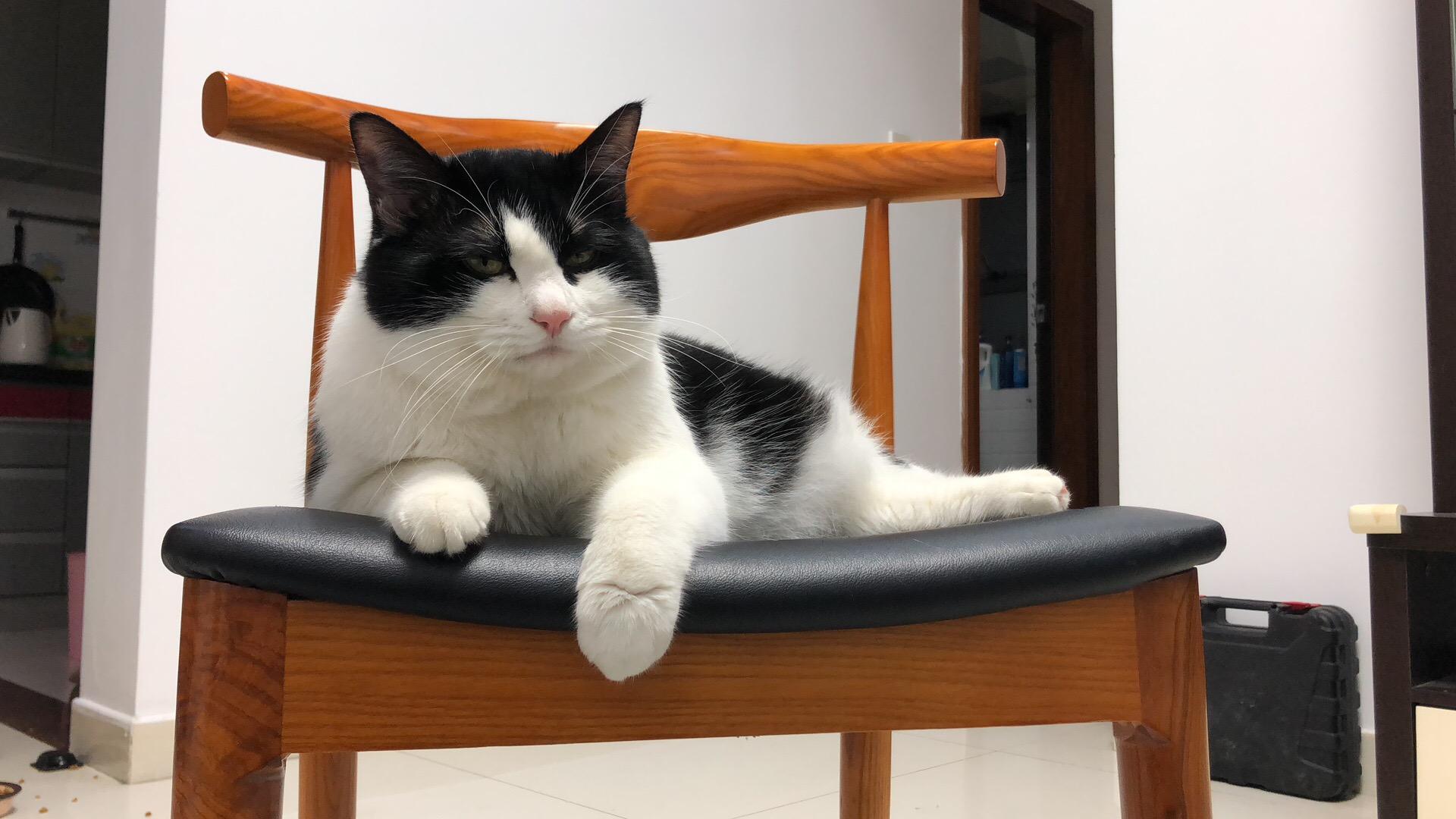 养一只奶牛猫是什么感受?