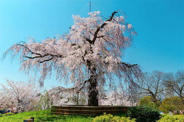 请问5月中下旬日本还能看到樱花吗?如果过了