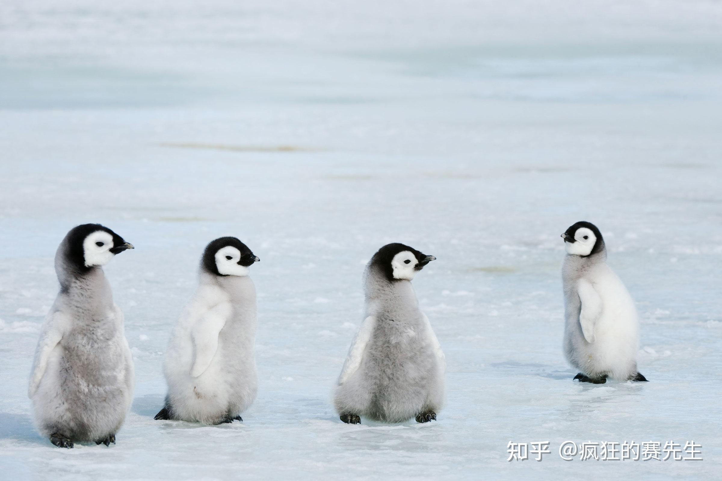 12個關於南極洲的冷知識