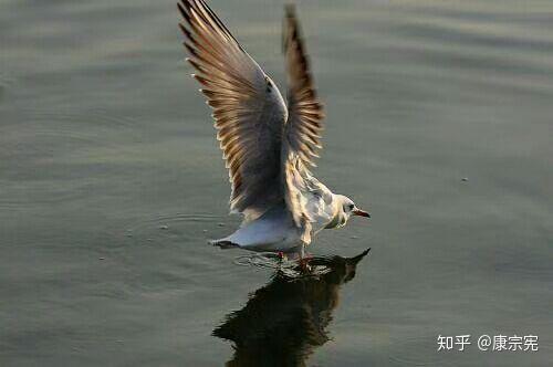 《白色梦幻》-【康宗宪整理】