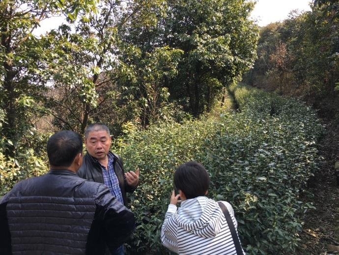 碧螺春生產企業,其茶園面積幾乎佔據了西山三分之一的山頭,中午在茶廠