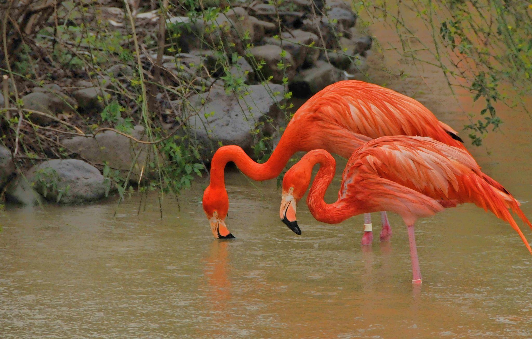 一对漂亮的火烈鸟