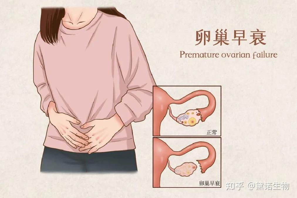 卵巢对女人到底有什么作用?为什么要保养卵巢? - 知乎