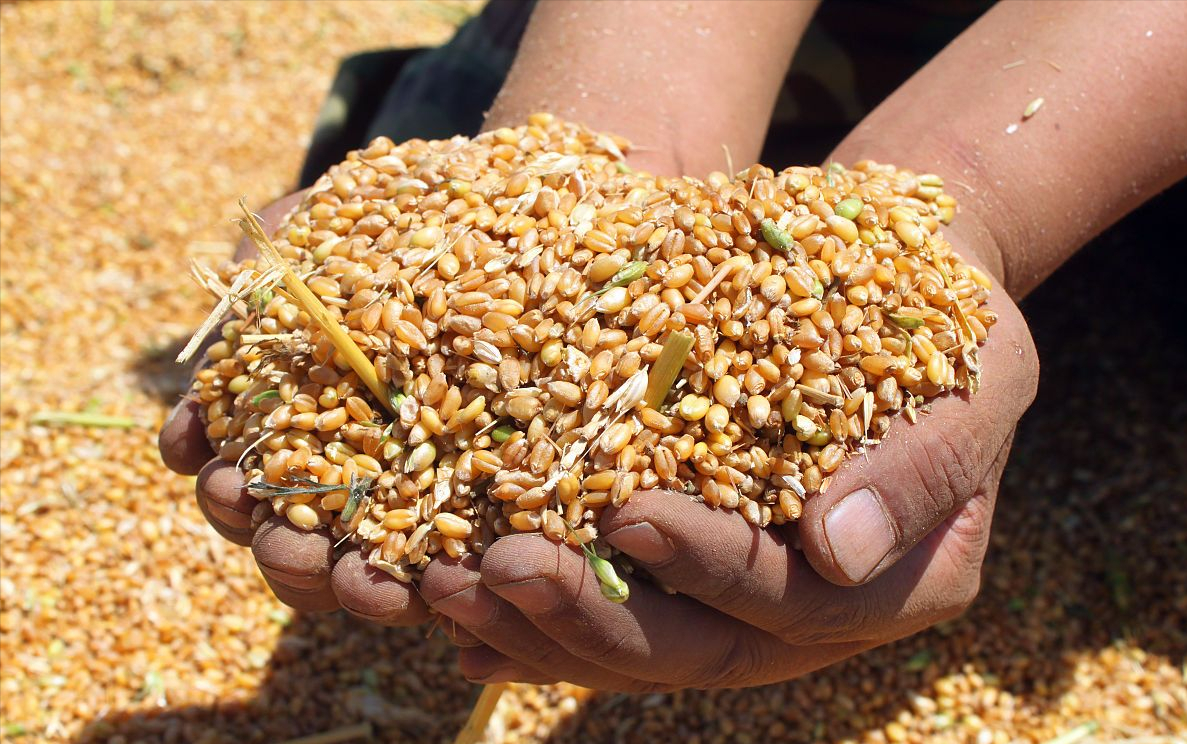 明麦133小麦种图片