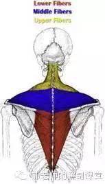 肌肉疗法 斜方肌与激痛点 知乎