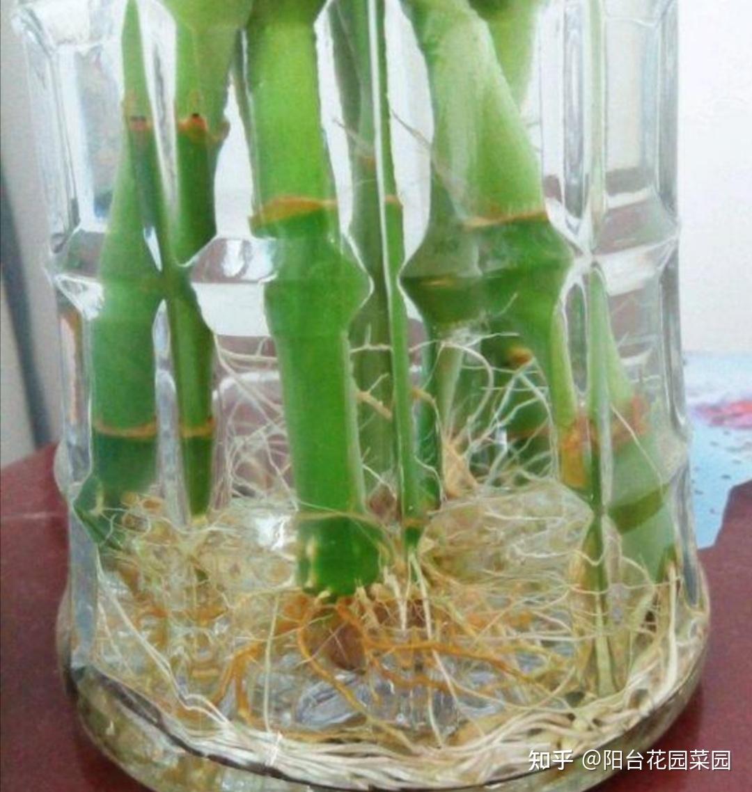富贵竹怎样快速生根 v2-c04aa93f97fd73a7780e32c57f6cbb00_r.jpg