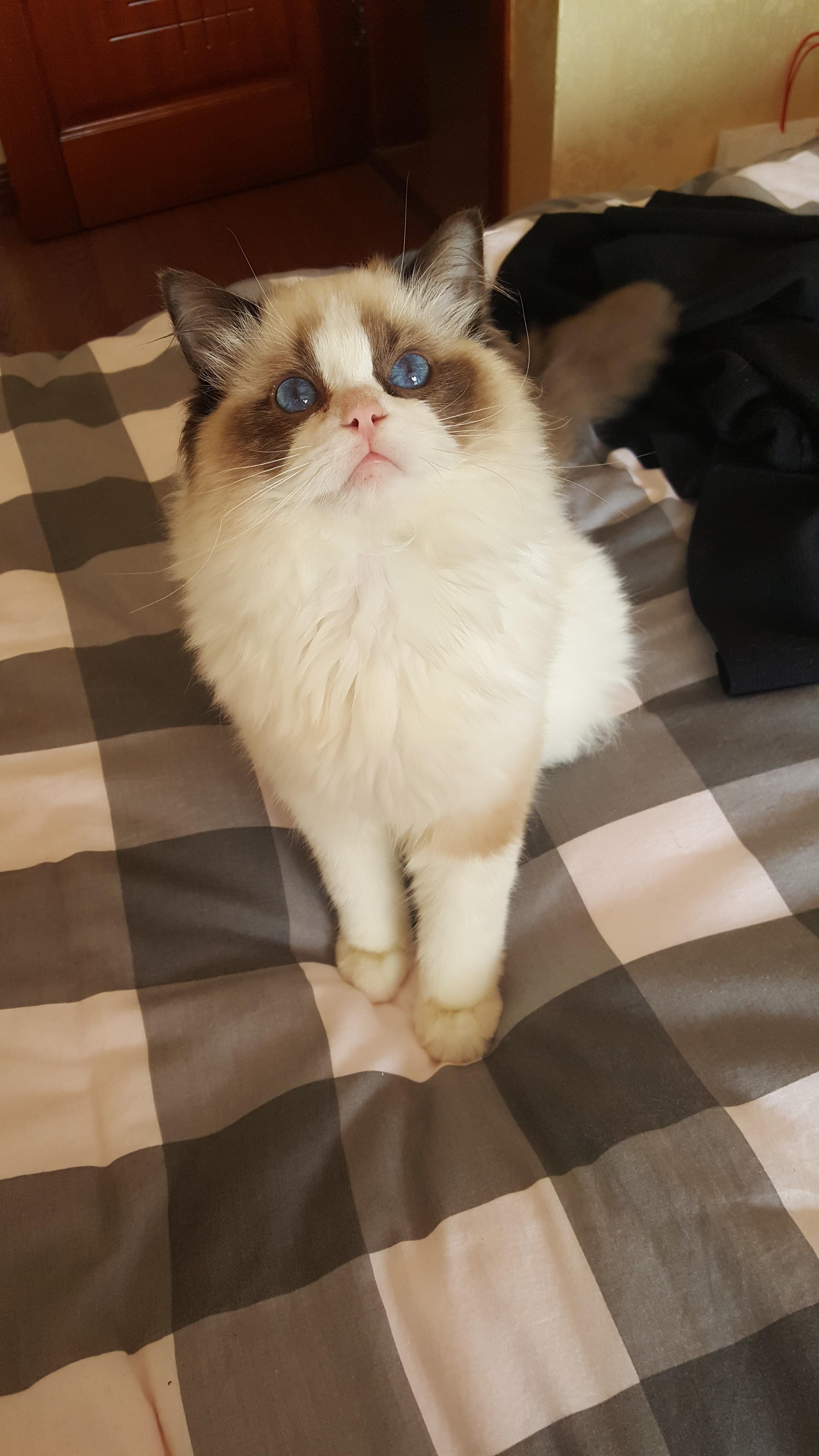 云养猫是什么样的体验? - 知乎