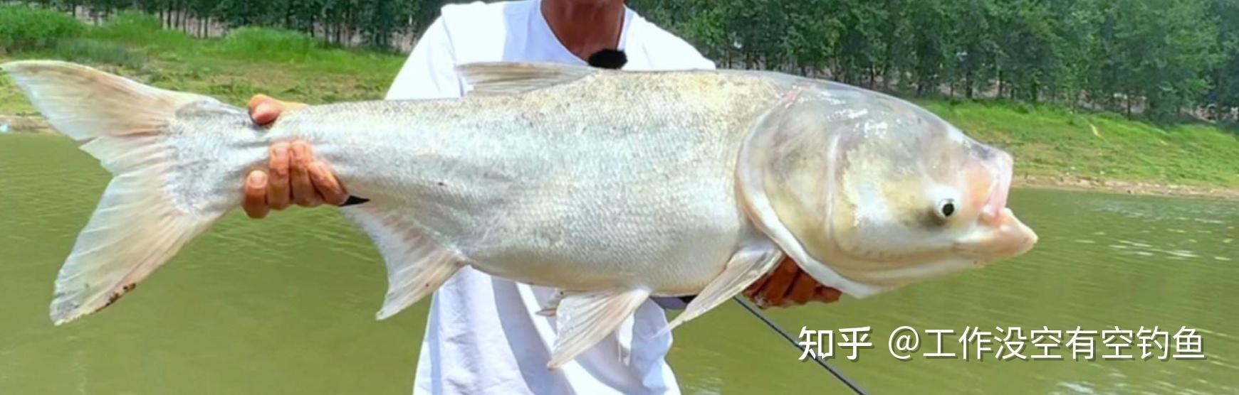 怎么钓鲢鳙?钓鲢鳙的秘籍:从新手到高手的进阶之路 - 知乎
