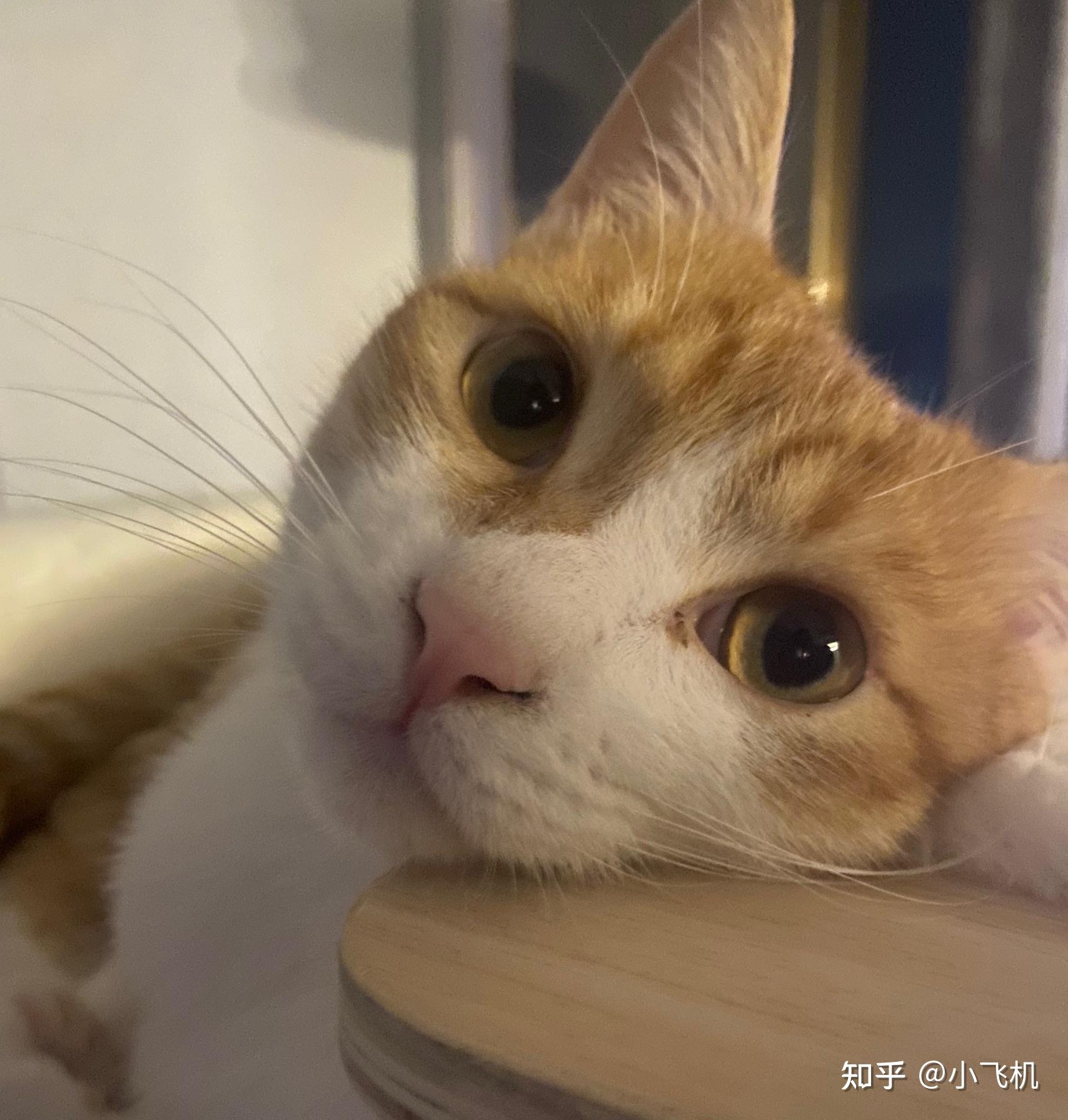 有猫咪百合中毒生还的么