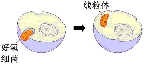 啥是线粒体 v2-c04ddaa364201d513906256b5c82d6f4_r.png