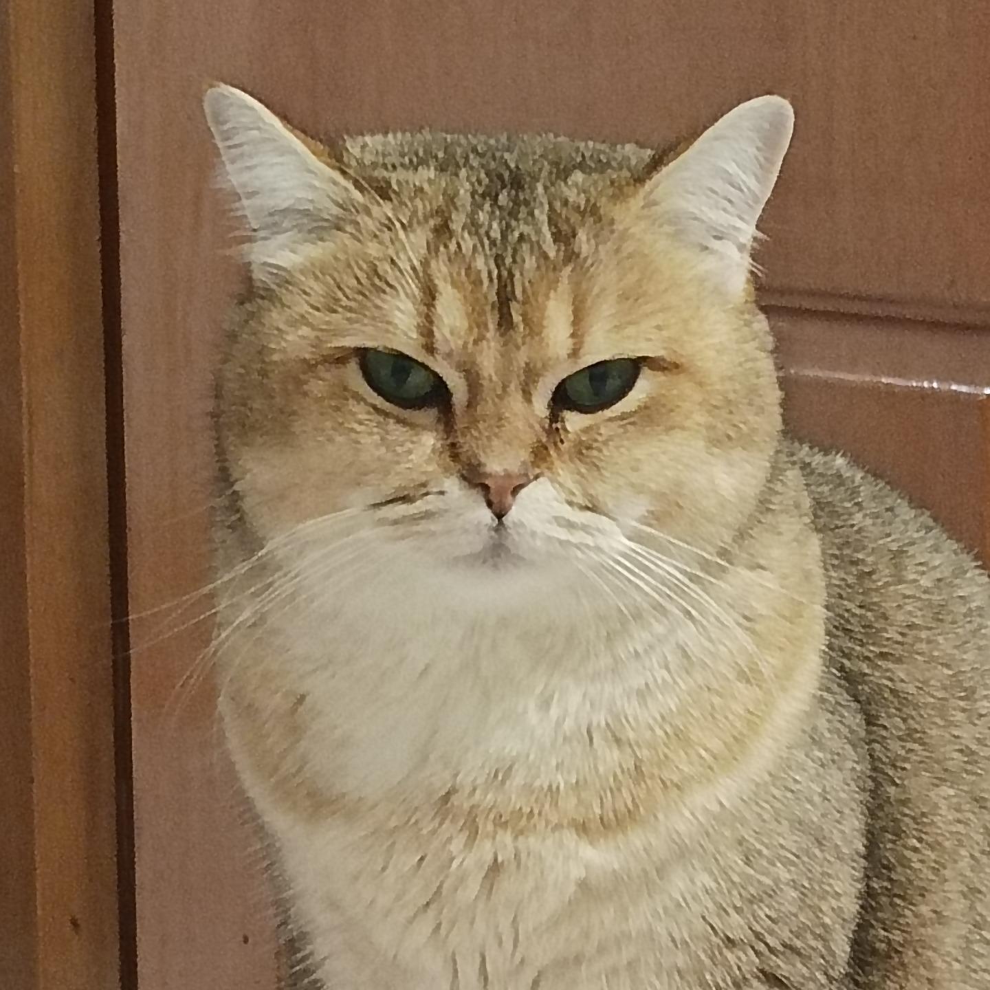 愚木
