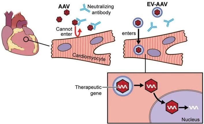 AAV递送新途径:当细胞外囊泡遇到AAV - 知乎