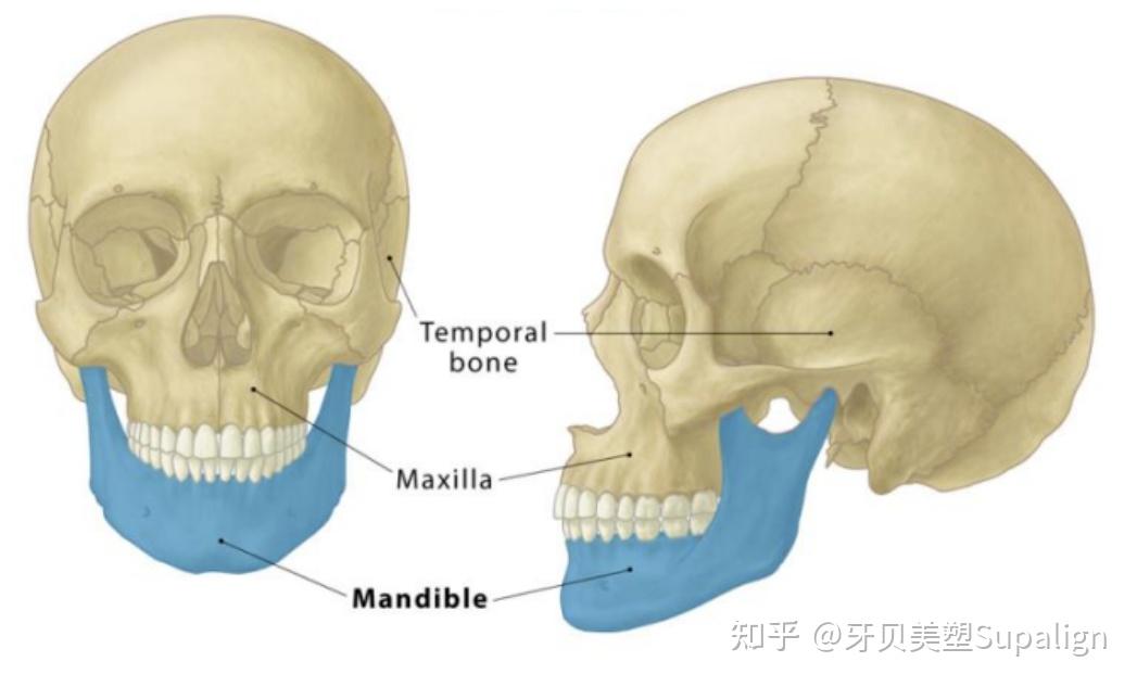 颌骨发育好,每个孩子都有高颜值潜力! - 知乎