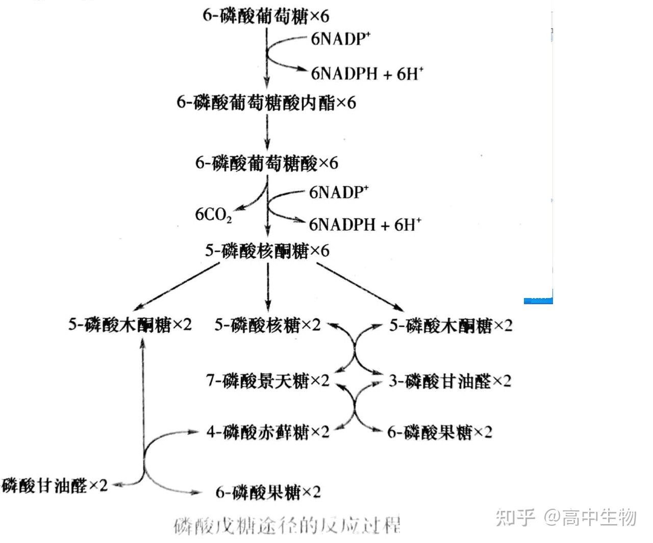 生物体内NADPH的来源详细生物体通过什么方式生成尽可能多的NADPH请详细说明百度知道