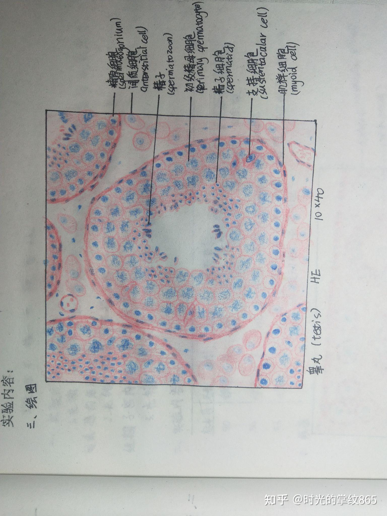 睾丸生精小管手绘图图片