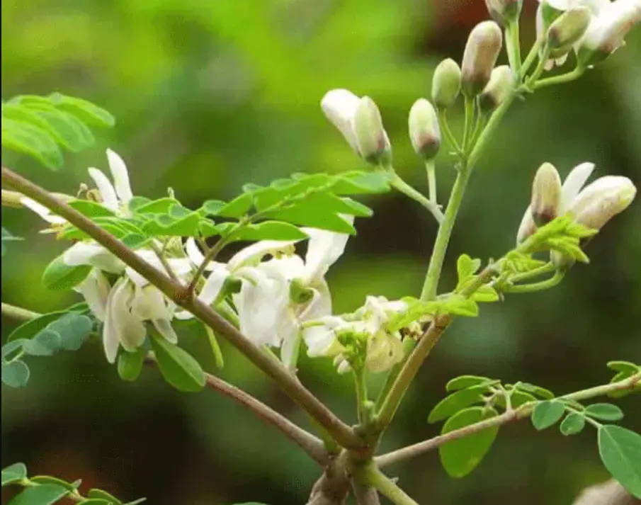 树叶也能吃种一次连续收好几年还有这好事辣木树辣木籽辣木粉