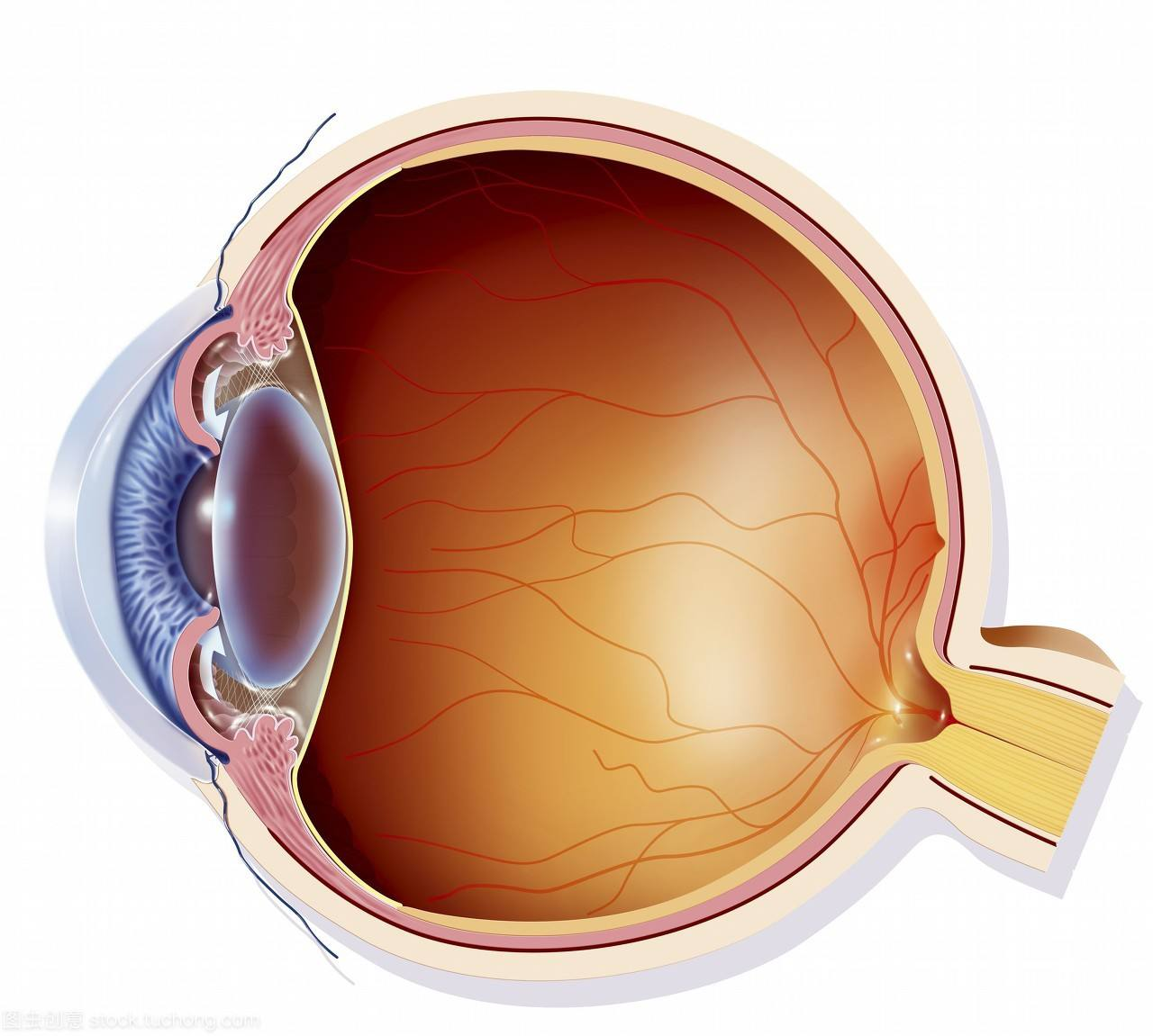 视神经萎缩该做什么检查诊断呢