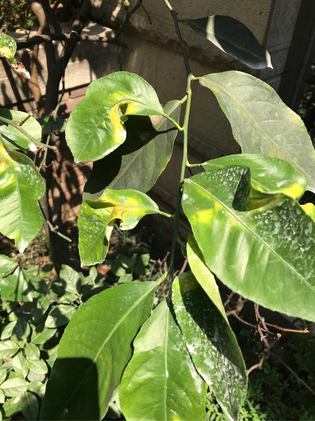 柠檬树叶这样子了是怎么回事