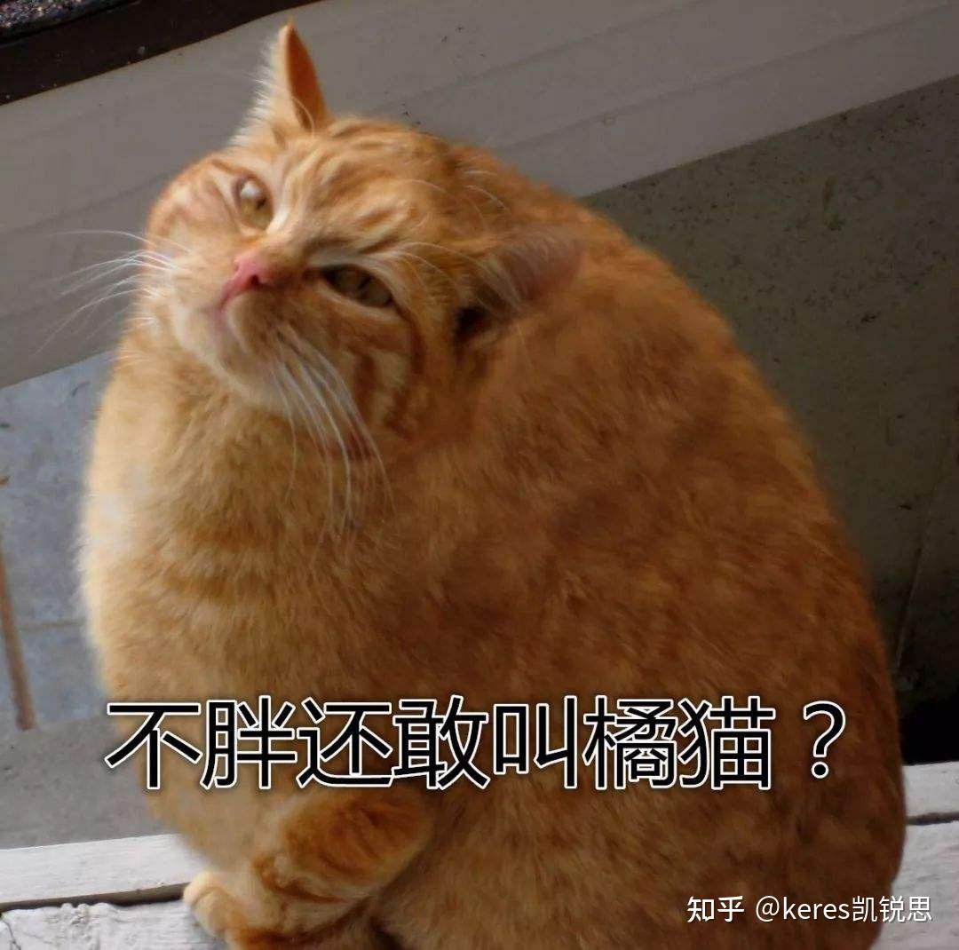 猫界的半壁江山，十橘九胖的橘猫 - 知乎